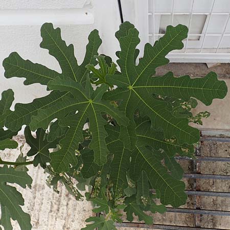 Ficus carica \ Feigenbaum, GR Euboea (Evia), Loutra Edipsos 29.8.2017