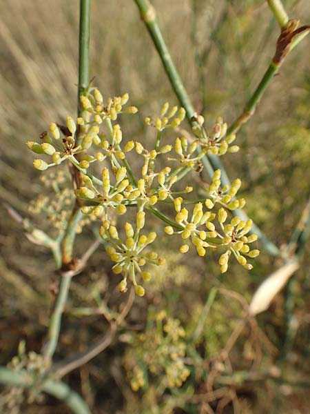 Foeniculum vulgare / Fennel, GR Euboea (Evia), Limni 31.8.2017