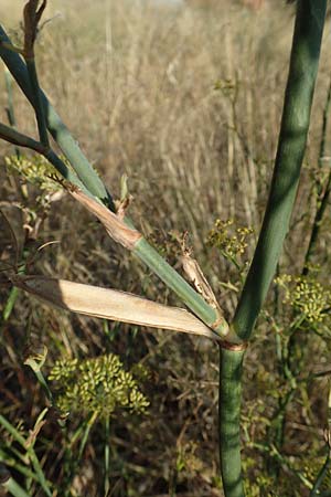 Foeniculum vulgare / Fennel, GR Euboea (Evia), Limni 31.8.2017