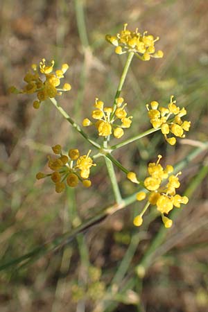 Foeniculum vulgare \ Fenchel / Fennel, GR Euboea (Evia), Limni 31.8.2017