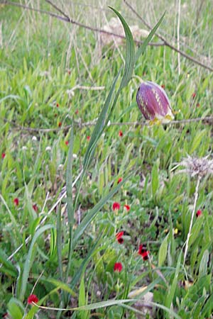 Fritillaria graeca \ Griechische Schachblume, GR Peloponnes, Militsa 29.3.2013