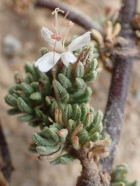 Frankenia hirsuta \ Rauhaarige Seeheide / Hairy Sea Heath, GR Euboea (Evia), Loutra Edipsos 29.8.2017