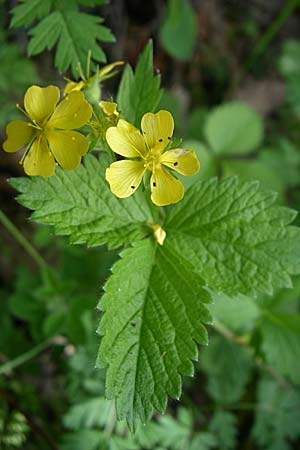 Aremonia agrimonoides \ Nelkenwurz-Odermennig / Bastard Agrimony, GR Zagoria, Negades 18.5.2008