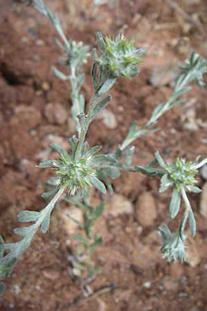 Filago germanica ? \ Deutsches Filzkraut / Common Cudweed, GR Hymettos 21.5.2008