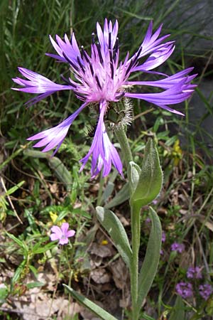 Centaurea triumfettii / Triumfetti's Cornflower, GR Zagoria, Monodendri 19.5.2008