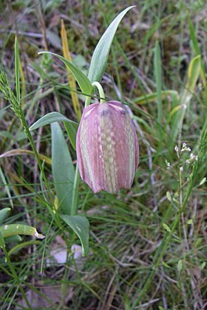 Fritillaria graeca subsp. thessala \ Thessolische Schachblume / Thessolian Fritillary, GR Zagoria, Monodendri 19.5.2008