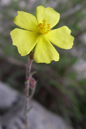 Fumana arabica \ Zwerg-Nadelrschen / Mediterranean Sun-Rose, GR Igoumenitsa 13.5.2008