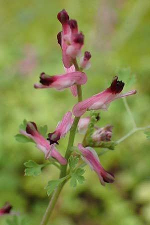 Fumaria officinalis \ Echter Erdrauch / Common Fumitory, GR Athen, Mount Egaleo 10.4.2019