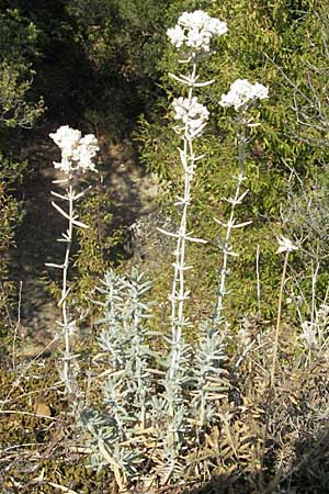 Teucrium capitatum \ Kopfiger Gamander / Cat-Thyme Germander, GR Meteora 28.8.2007