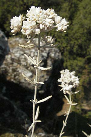 Teucrium capitatum \ Kopfiger Gamander / Cat-Thyme Germander, GR Meteora 28.8.2007