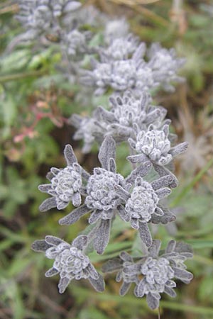 Teucrium capitatum \ Kopfiger Gamander / Cat-Thyme Germander, GR Igoumenitsa 13.5.2008