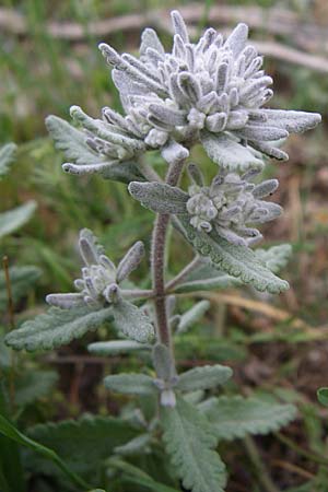 Teucrium capitatum \ Kopfiger Gamander / Cat-Thyme Germander, GR Igoumenitsa 13.5.2008