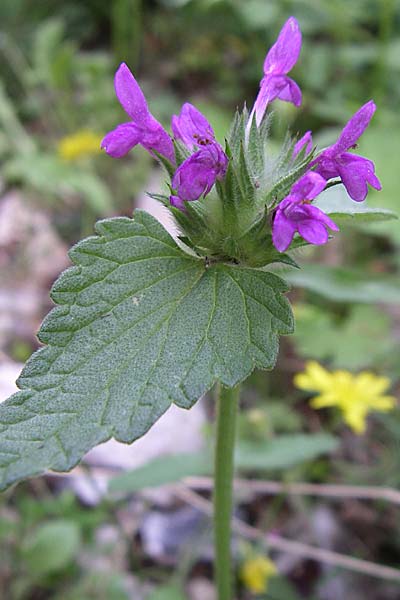 Stachys serbica \ Serbischer Ziest, GR Zagoria, Vikos - Schlucht 15.5.2008