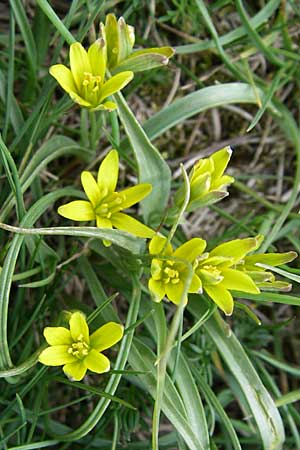 Gagea villosa ? / Hairy Star of Bethlehem, GR Timfi 17.5.2008