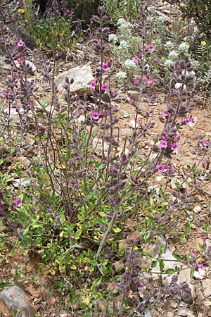 Teucrium chamaedrys / Wall Germander, GR Hymettos 20.5.2008