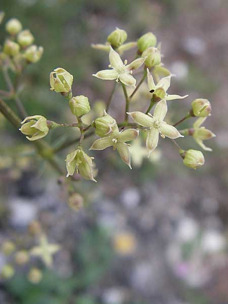 Galium melanantherum \ Labkraut, GR Parnitha 22.5.2008