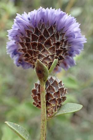 Globularia alypum \ Strauchige Kugelblume, GR Hymettos 20.3.2019