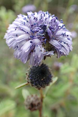 Globularia alypum \ Strauchige Kugelblume / Wild Senna, GR Hymettos 20.3.2019