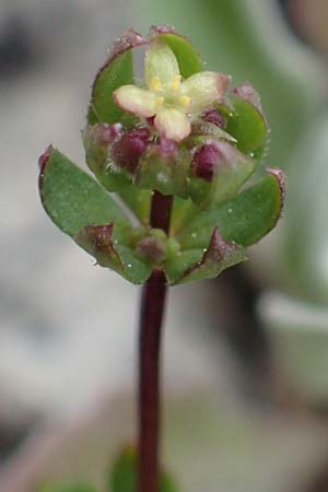 Galium monachinii \ Labkraut, GR Hymettos 20.3.2019