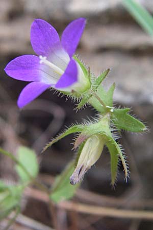 Campanula drabifolia \ Hungerblumenblttrige Glockenblume / Draba-Leaved Bellflower, GR Hymettos 20.5.2008