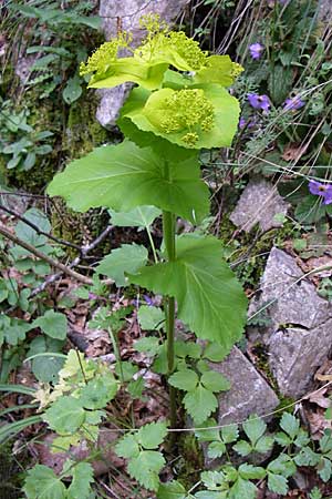 Smyrnium perfoliatum \ Durchwachsene Gelbdolde / Perfoliate Alexanders, GR Zagoria, Vikos - Schlucht / Gorge 15.5.2008