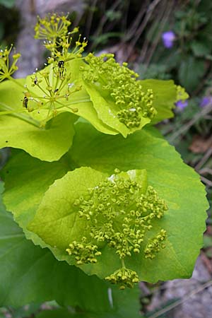 Smyrnium perfoliatum \ Durchwachsene Gelbdolde / Perfoliate Alexanders, GR Zagoria, Vikos - Schlucht / Gorge 15.5.2008