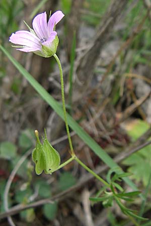 Geranium columbinum \ Tauben-Storchschnabel / Branched Crane's-Bill, GR Igoumenitsa 13.5.2008