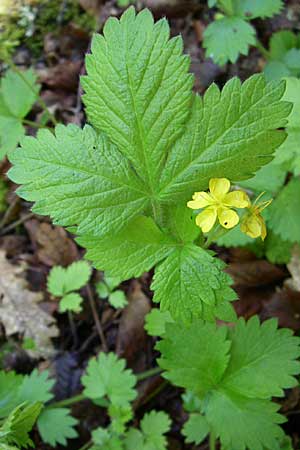 Aremonia agrimonoides \ Nelkenwurz-Odermennig / Bastard Agrimony, GR Zagoria, Vikos - Schlucht / Gorge 15.5.2008