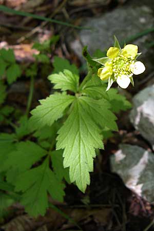 Geum urbanum / Wood Avens, GR Zagoria, Vikos - Gorge 15.5.2008