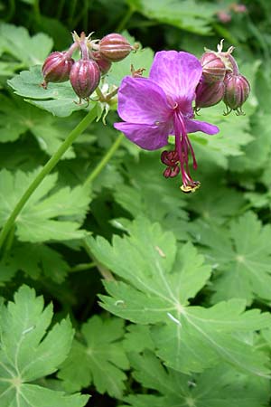 Geranium macrorrhizum \ Felsen-Storchschnabel / Rock Crane's-Bill, GR Zagoria, Vikos - Schlucht / Gorge 15.5.2008