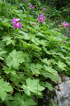 Geranium macrorrhizum \ Felsen-Storchschnabel / Rock Crane's-Bill, GR Zagoria, Vikos - Schlucht / Gorge 15.5.2008