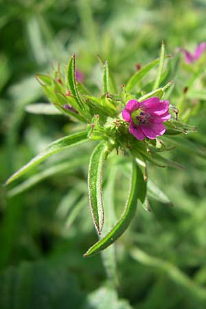 Geranium dissectum / Cut-Leaved Crane's-Bill, GR Zagoria, Monodendri 15.5.2008