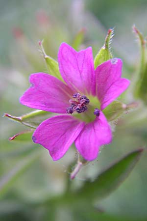 Geranium dissectum / Cut-Leaved Crane's-Bill, GR Zagoria, Monodendri 15.5.2008