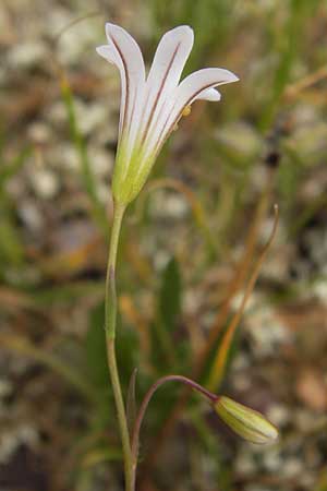 Gagea graeca \ Griechische Faltenlilie / Greek Gagea, GR Hymettos 2.4.2013