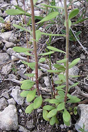 Haplophyllum coronatum \ Kronen-Haplophyllum / Crown Haplophyllum, GR Igoumenitsa 13.5.2008