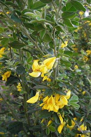 Calicotome villosa \ Behaarter Dorn-Ginster / Hairy Thorny Broom, GR Peloponnes, Apollon Tempel von Bassae / Peloponnese, Apollon Temple of Bassae 29.3.2013