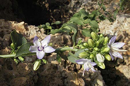 Campanula versicolor \ Verschiedenfarbige Glockenblume / Autumn Bellflower, GR Vikos 26.8.2007