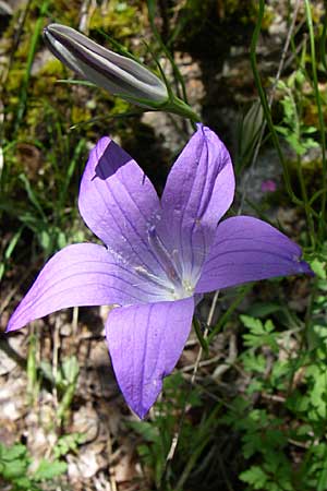 Campanula ramosissima \ Verzweigte Glockenblume / Branched Bellflower, GR Zagoria, Vikos - Schlucht / Gorge 15.5.2008