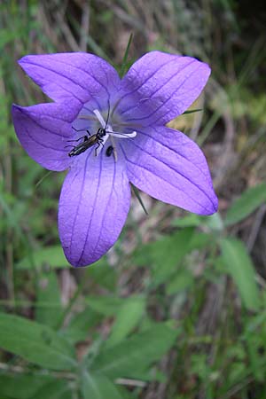 Campanula ramosissima \ Verzweigte Glockenblume / Branched Bellflower, GR Zagoria, Vikos - Schlucht / Gorge 15.5.2008