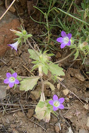 Campanula drabifolia \ Hungerblumenblttrige Glockenblume / Draba-Leaved Bellflower, GR Hymettos 20.5.2008