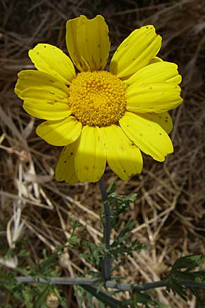 Glebionis segetum \ Saat-Wucherblume, Saat-Goldblume, GR Hymettos 21.5.2008