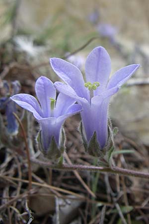 Campanula celsii subsp. parnesia / Parnitha Bellflower, GR Parnitha 22.5.2008