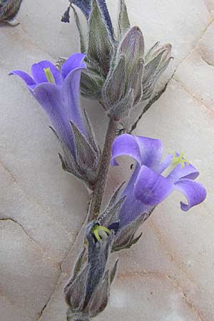 Campanula celsii subsp. parnesia / Parnitha Bellflower, GR Parnitha 22.5.2008