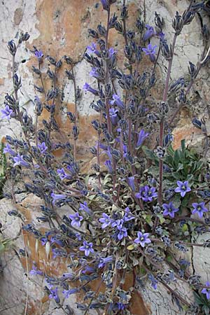 Campanula celsii subsp. parnesia \ Parnitha-Glockenblume / Parnitha Bellflower, GR Parnitha 22.5.2008