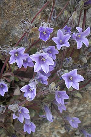 Campanula celsii subsp. parnesia / Parnitha Bellflower, GR Parnitha 22.5.2008