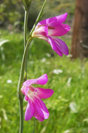 Gladiolus italicus \ Gladiole / Field Gladiolus, GR Peloponnes, Monemvasia 31.3.2013