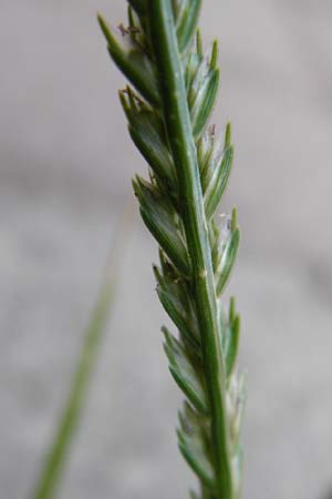 Eleusine indica \ Fingerhirse, Korakan / Indian Goose-Grass, Wire-Grass, GR Athen 26.8.2014