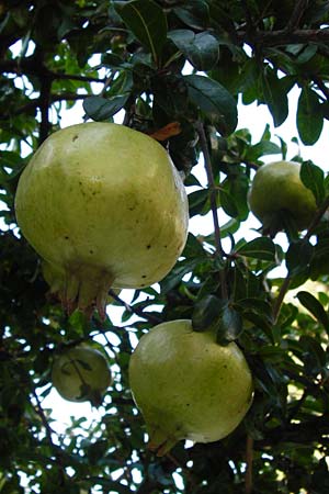 Punica granatum \ Granatapfel / Pomegranate, GR Athen 26.8.2014