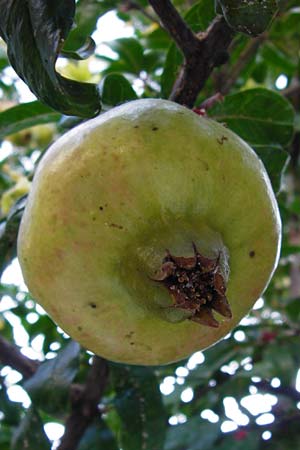 Punica granatum \ Granatapfel / Pomegranate, GR Athen 26.8.2014