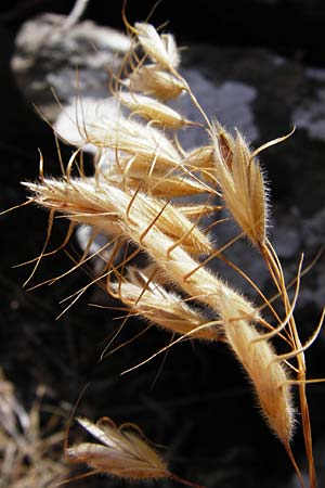 Bromus lanceolatus \ Spreizende Trespe, GR Euboea (Evia), Styra 31.8.2014